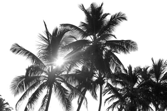 Black And White Palm Trees On White Isolate Background