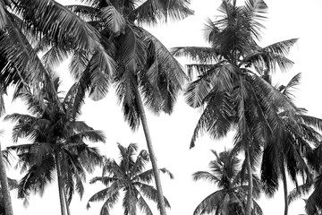 black and white palm trees on white isolate background