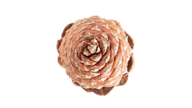 Pine Cone Opening and Spinning
