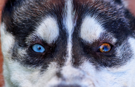 portrait of a husky with colorful eyes