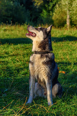 portrait of a husky with colorful eyes