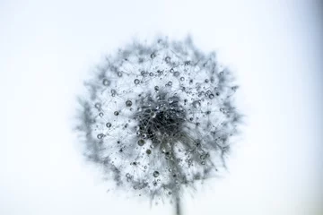 Foto op Plexiglas Paardenbloem Close-up van nat paardebloemzaad tegen hemel tijdens regenseizoen