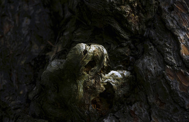 Strange growth of the bark of a tree.