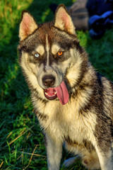 portrait of a husky with colorful eyes