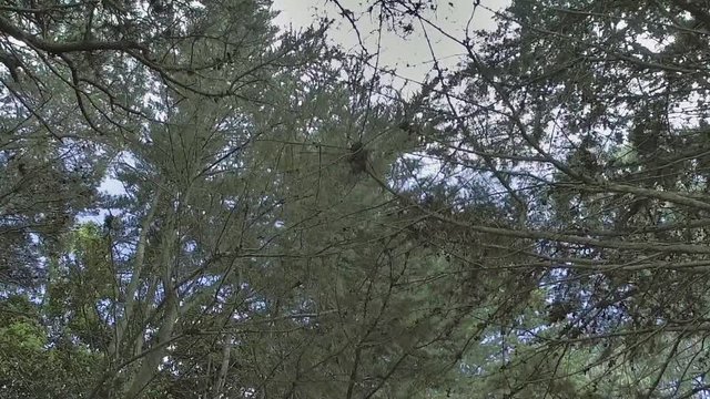 Arboles