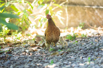 Brood of chicken find food