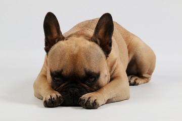 beautiful brown french bulldog is lying in the white studio