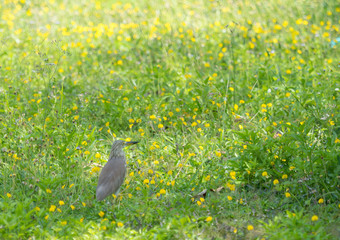 bird walk on the field of pinto peanut