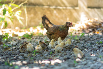 Brood of chicken find food