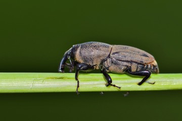 Hunting Billbug (Sphenophorus venatus vestitus) weevil insect on plant stem nature damage crops agriculture pest control Springtime side view Houston TX USA.