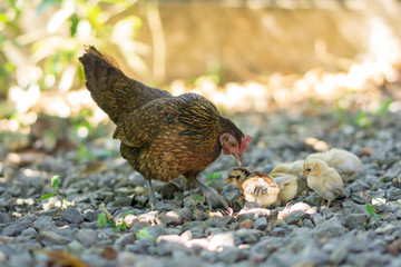 Brood of chicken find food