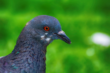 The pigeon on the lawn in the park.
