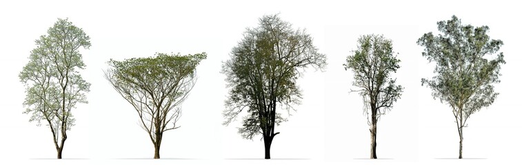 Fototapeta premium Zbiór drzew na białym tle