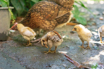Brood of chicken find food