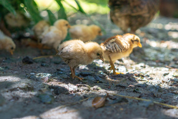 Brood of chicken find food