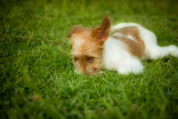 Observando