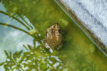 The frog in the pond in the park.