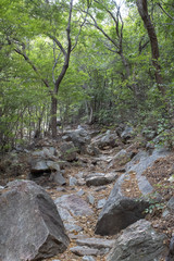 path of rocks and trees