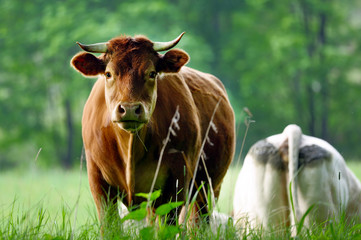 Brown cow is grazing on the meadow and looking straight into the eyes