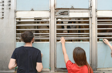 Vacas, a punto de entrar en el matadero