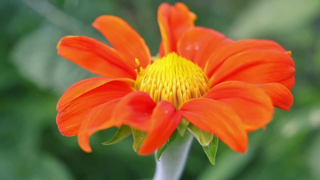 Single Transvaal daisy flower on green background