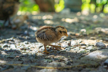 Brood of chicken find food