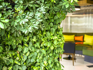 Vertical garden plants wall decorating with blurry colorful sofa background for in terior design concept