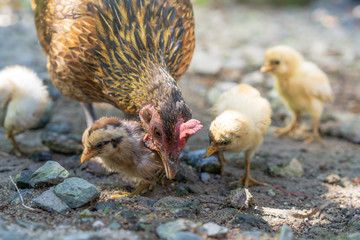 Brood of chicken find food