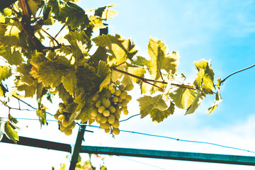 racimos de uvas