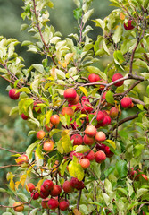 Stark bewachsener Ast eines Apfelbaum verspricht eine tolle Ernte