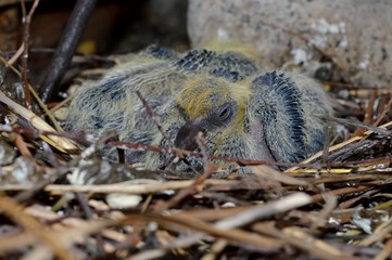 little bird in the nest
