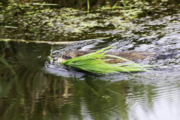 Eine ausgewachsene Bisamratte schwimmt in einem Graben und trägt Schilf im Maul