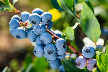 Fresh Organic Blueberries on the bush. close up