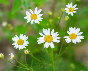 Daisy flower, wild white chamomile with insects.