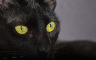 Black cat, Halloween concept. Closeup of Domestic feline sitting.