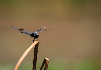Dragonfly Blue Dasher