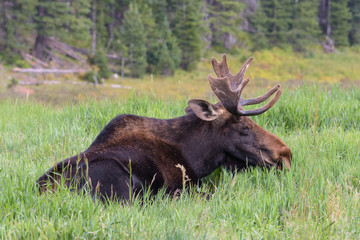 Shiras Moose of The Colorado Rocky Mountains