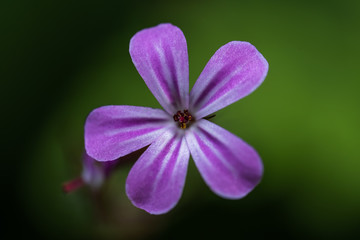 Purple flower against green background