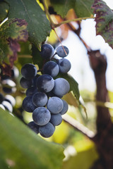 Close up of grapes.