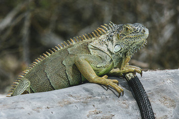 Obraz premium Iguanas during vacation in San Andres sharply focused to show their rugged features and skin patterns and individual personalities