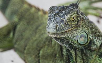 Iguanas during vacation in San Andres sharply focused to show their rugged features and skin patterns and individual personalities