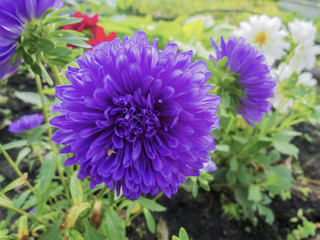 Asters in the garden in the summer on the bed