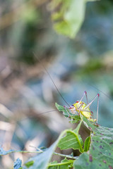 Close-up of a saddle-backed bush cricket, Ephippiger ephippiger feeding on a lime tree leaf, blurred natural background, at Dimitrovgrad, Bulgaria