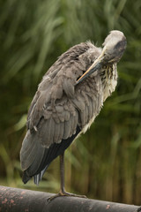 Grey Heron