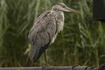 Grey Heron