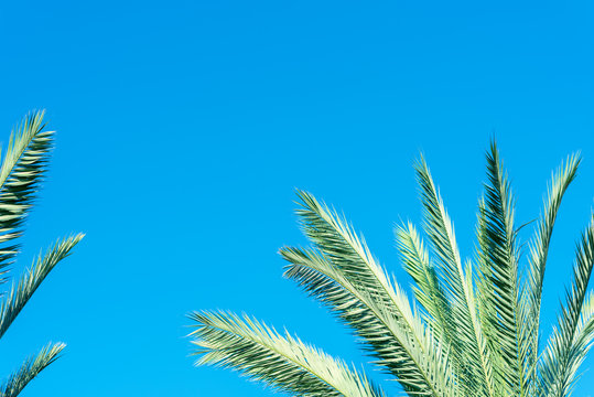 Green palm tree against blue sky, clear summer skies.