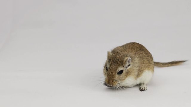 a brown and white gerbil eating a pipe on white background