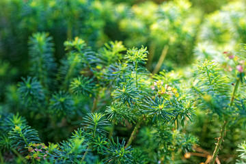 Close up of fresh grass in the sunshine. Shallow depth of field.