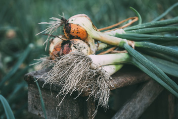 Freshly Picked Onions and leeks