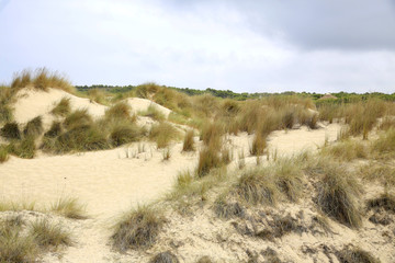 Sanddünen mit Pflanzen,  Cala Mesquida, Insel Mallorca, Spanien, Europa